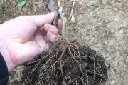 花草施肥过量致死的应急处理方法（遇到花草施肥过多，如何拯救？）