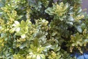 冬季修剪米兰植物（为你的花园带来新生机）