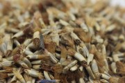矢车菊种子发芽时间解析（探寻矢车菊种子发芽的奥秘）