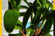 石斛兰到底有毒吗？（在家里养这种植物需要注意的事项和方法，）