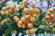 黄皮果上市时间及采摘技巧（全面解析黄皮果成熟收获时间，让你在最佳时期采摘）