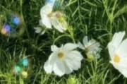 冰莓种植与土壤配比（打造最佳土壤环境，助力冰莓生长）