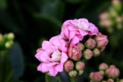 长寿花插枝技巧（插枝时间和方法要点详解）