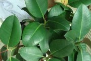 室内养橡皮树是否安全？（探究橡皮树的有毒性及适合室内养殖的方法）