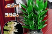 观音竹冬天会冻死吗？——探讨观音竹的适应性
