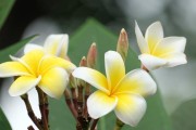 复活——寓意永恒的花语（以生命重生，以爱承诺永久）
