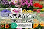 矢车菊种子发芽时间详解（掌握发芽周期，让种植更轻松！）