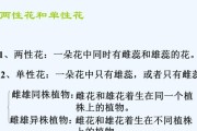 辣椒花是两性花吗？（探究辣椒花的性别特征与分类）