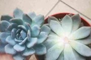 静夜多肉如何避免徒长（多肉养护指南，避免植物的徒长现象）