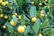 金桔花期多久？——探究金桔花的开放时间（解密金桔花期间的花开花落过程）