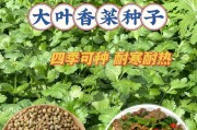 香菜种子的收获和保存（从收获到保存，让你轻松掌握香菜种子的妙招）