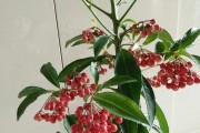 金玉满堂的开花结果之美（探寻金玉满堂的生长习性和魅力）
