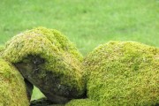 干苔藓（以干苔藓为基底的花卉养护方法与适合搭配的品种）
