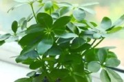 鹅掌柴是冬季耐冻的灌木，让你不再担心寒潮天气（鹅掌柴的抗寒能力及种植管理技巧）