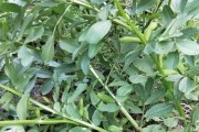 探秘蚕豆的成熟季节和上市时间（春季独领风骚，丰收在六月）