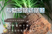 如何解决巴西铁树叶子卷曲问题（探究巴西铁树叶子卷曲原因及有效处理方法）