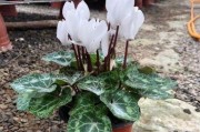 仙客开花四季常在（品味自然奇迹，领略永恒之美）