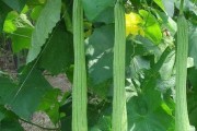 丝瓜病虫害防治大全（从预防到治疗，全面了解丝瓜病虫害的防治方法）