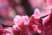 红梅养殖全攻略（方法、注意事项，打造美丽园林）