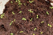 如何种植鹤望兰？（掌握种子发芽关键，轻松拥有美丽鹤望兰花园）