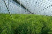 如何选择最合适的芦笋种植月份（掌握正确的种植技巧，提高产量）