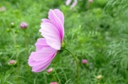 在院子里种植格桑花的技巧（打造美丽花园的秘诀）