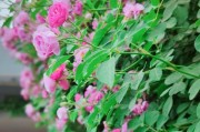 蔷薇花在花盆里种植的方法（适合小型花园的玫瑰栽培技巧）