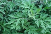 农村常见的草药——白蒿（白蒿的药用价值及其在农村的应用）