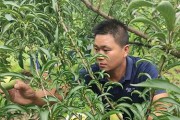 凤凰李的种植条件与适宜气候区域（打造适合凤凰李生长的环境，以及如何选择气候适宜的栽种地区。）