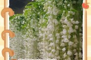茉莉花花期过后的护理与养殖技巧（茉莉花花期结束后的正确护理方法，让其更加健康茁壮）