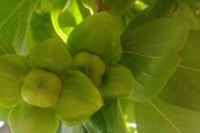 探究柿子树的花语及开花情况（从花朵形态到文化内涵，全面解析柿子树的开花现象）