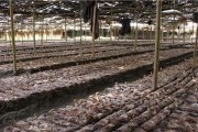 探究香菇的生长条件（从温度到湿度，了解香菇的成长之道）