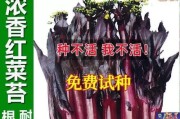 北方红菜苔种植全指南（时间、方法、技巧，一文搞定）