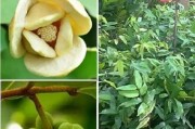 荔枝籽的种植方法详解（何时种植荔枝籽最为适宜？）