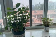 如何正确养护茉莉鲜切花（茉莉鲜切花的养护技巧与注意事项）
