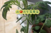 小番茄在花盆里种植的秘密（从选择品种到栽培技巧，让你轻松种出美味小番茄！）
