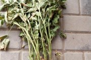 花生——一种豆科植物的美味与营养（从产地到食用，探究花生的植物类型、分类和营养）