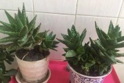 正确的芦荟浇水方法（科学浇水让芦荟健康成长）