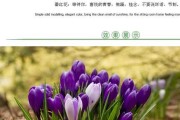 番红花的耐寒能力及适应环境（探究番红花在低温环境下的生存能力）