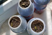 如何种植桔子树种子（步骤、技巧和注意事项）