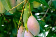 家庭种植芒果树的技巧（用心呵护，收获甜蜜）