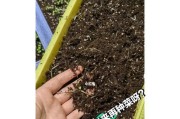 白萝卜的根系特点剖析（探究白萝卜根系的形态和生理特征）