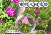 太阳花的扦插方法（学会这招，让你的太阳花生长更旺盛）