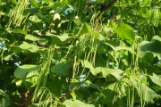 菜豆——一种营养丰富的蔬菜（种植、营养、烹饪及药用）