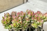 花多多10号——多肉植物的救星（新型智能灌溉系统给多肉植物带来性变革）
