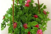 吊蓝水培与土培哪种更适合植物生长？（探究吊蓝水培与土培的优缺点，选择最适合植物的生长方式。）