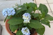 无尽夏的开花时间和开花期（探究无尽夏开花时间及其特点）