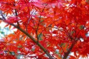 红枫不长叶子该怎么办？（如何解决红枫不长叶子的问题？）