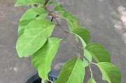 荔枝盆栽的种植技巧（家庭中也能欣赏到美味荔枝）