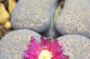生石花的生长周期（探究生石花的生长、开花和寿命周期）